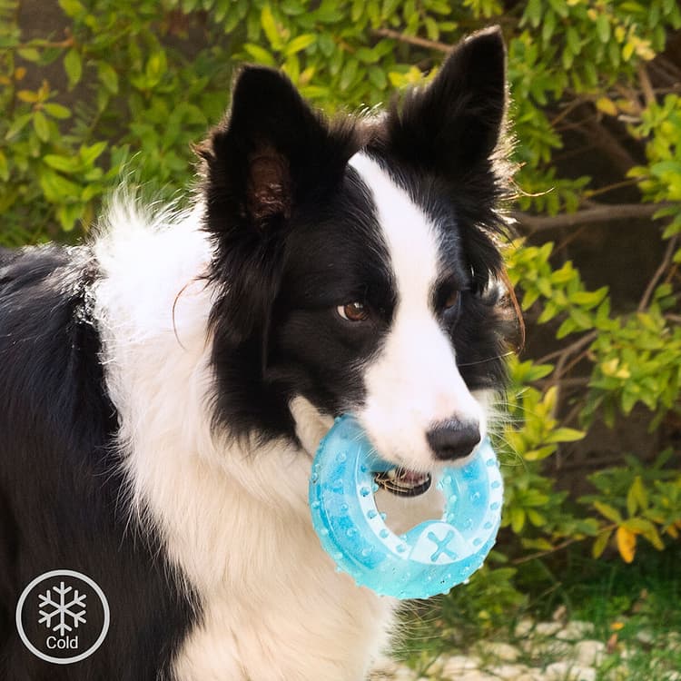 Freezable 2 - in - 1 Dog Chew & Cool Toy - MegaStore24