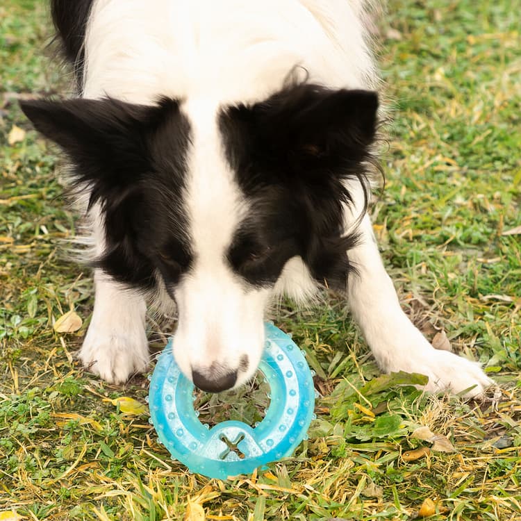 Freezable 2 - in - 1 Dog Chew & Cool Toy - MegaStore24