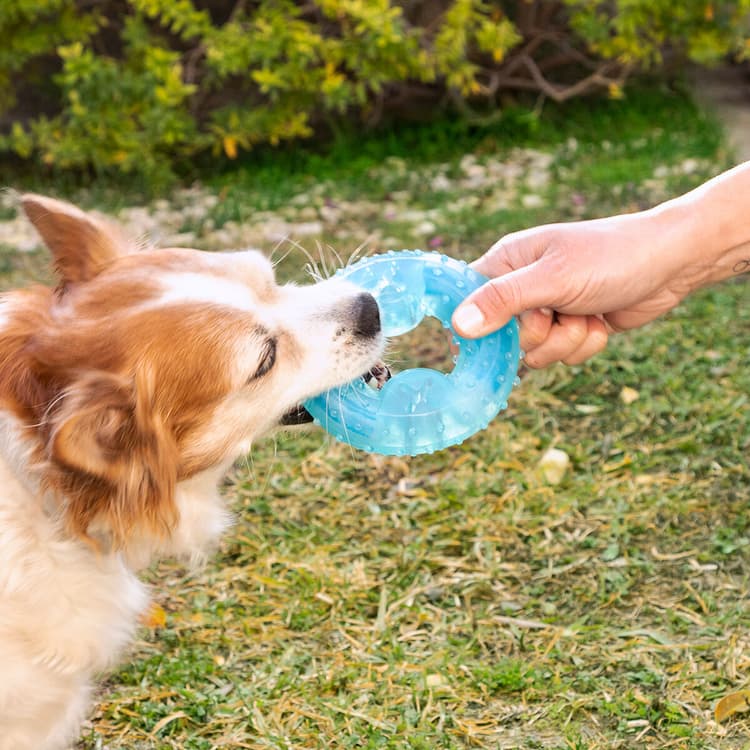 Freezable 2 - in - 1 Dog Chew & Cool Toy - MegaStore24